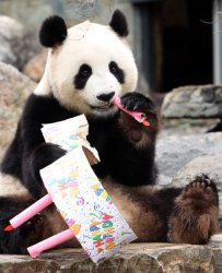 Panda Birthday Meme Template