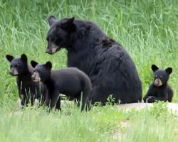 Black bears Meme Template