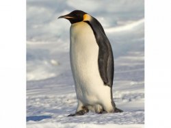 pinguino Meme Template