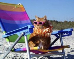Beach Cat Meme Template