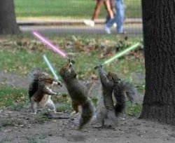 jedi squirrels Meme Template