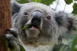 Koala Meme Template