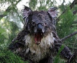 angry wet koala Meme Template