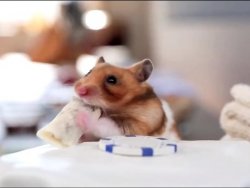 Mouse Tiny Burrito Meme Template