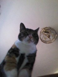 Little Bit Meme Template