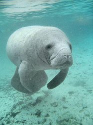 Manatee Meme Template
