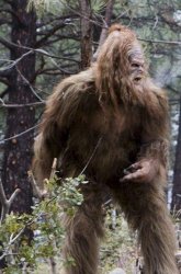 sasquatch Meme Template