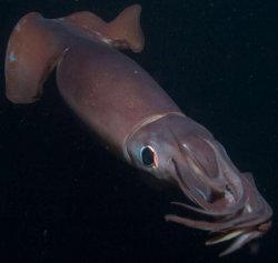 Humboldt Squid 2 Meme Template