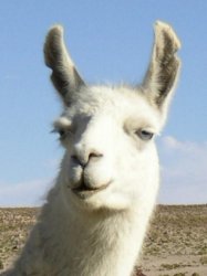 llama Meme Template