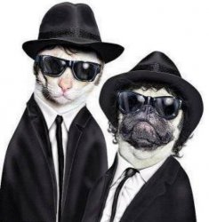 Blues Brothers Animals Meme Template