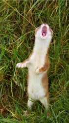 Singing Stoat Meme Template