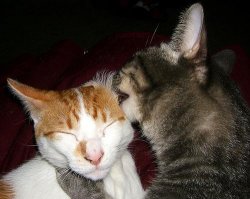 licking cats Meme Template