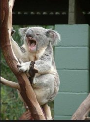 Koala yelling Meme Template