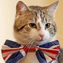 British cat Meme Template