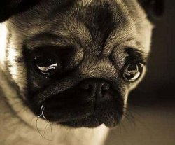 Apology dawg Meme Template