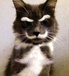 cat mustach angry Meme Template