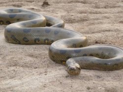 Anaconda Meme Template
