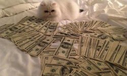 cat with cash Meme Template