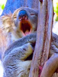 Screaming Koala Meme Template