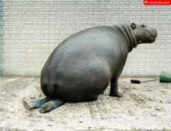 Fat hippo Meme Template