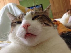 hangover cat Meme Template