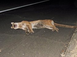 Road kill Cougar Meme Template
