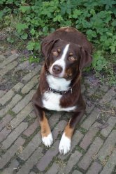 Tell me moreee Meme Template