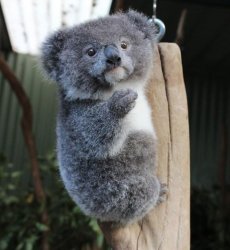 Baby Koala italian gesture Meme Template