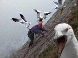 Inhaling Seagull Meme - Imgflip