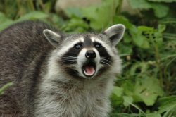 Surpised raccoon Meme Template