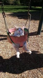 cat on a swing Meme Template
