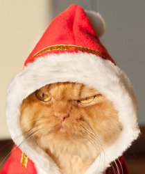AngryCatXmas Meme Template