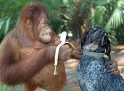 Dog and Orangutan Friends Meme Template