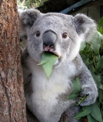 WTF Koala Meme Template