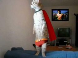 standing cape cat Meme Template