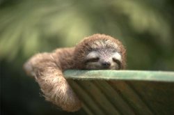 Snooze Button Sloth Meme Template