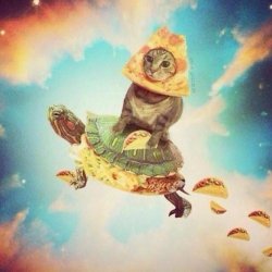 Space Pizza Cat Turtle Tacos Meme Template