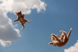 Flying kitties Meme Template