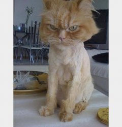 gingercat Meme Template