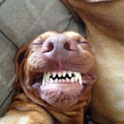 Selfies Meme Template