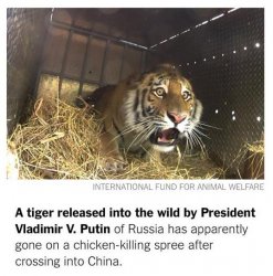 Putin Scared Tiger Meme Template