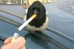 piebald crow smoking a cigarette Meme Template