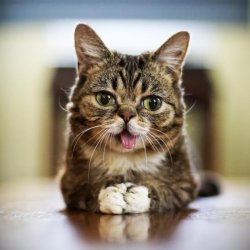 lil bub Meme Template