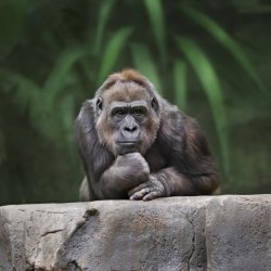 Thinking gorilla Meme Template