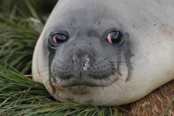 crying seal Meme Template