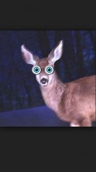 deer in headlights Meme Template