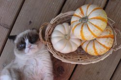 grumpy cat pumpkins Meme Template