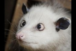 Heidi Opossum Meme Template