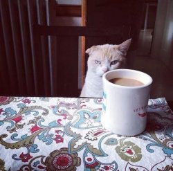 Cat Doesn't Like this Coffee Meme Template