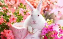 bunny with flowers Meme Template